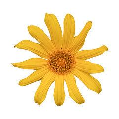Obraz premium Tree marigold or Mexican flower Isolated on transparent background, PNG File