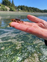 crab in hand