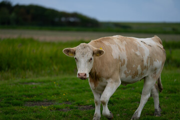 Grazing cows. Cows at field. Cow herd at green pasture. Countryside landscape and pasture for cows. Cow herd in the countryside. Cows on farmland. Farming.