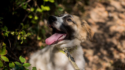 Happy dog outdoor. Dog with happy face. Funny dog. Puppy doggy with tongue out. Happy puppy dog....