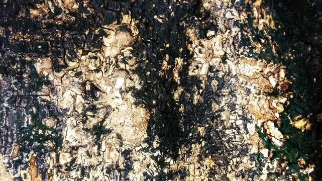 outdoor landscape material grunge background Abstract grainy texture grunge background 4K camera shutter slide effect transition video. backdrop loop animation, bark grain concrete cement paddy 