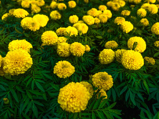 marigold flower
