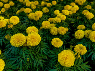 marigold flower
