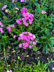 Fototapeta premium pink flowers in the garden