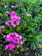 Obraz premium pink flowers in the garden