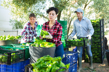 Obraz premium Team of farmers sorting green bell peppers in backyard of a farm after harvest