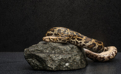 reptiles and insects on rocks with texture for podium background . portraits of reptiles and insects on rocks with free space for product text