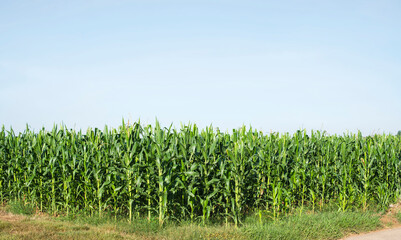 Corn are growing green in the famer's field in countryside of Thailand