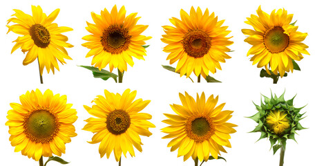 Sunflowers head collection isolated on white background. Sun symbol. Flowers yellow, agriculture. Seeds and oil. Flat lay, top view