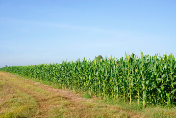 Corn are growing green in the famer's field in countryside of Thailand