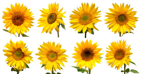 Sunflowers head collection isolated on white background. Sun symbol. Flowers yellow, agriculture. Seeds and oil. Flat lay, top view