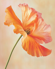 orange flower on a green background