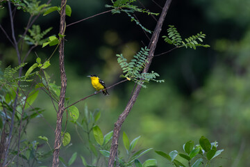 the beautiful, vibrant yellow common Iora is perched on a thorny branch amidst backdrop of lush green foliage. The background is blurred, creating a soft focus and drawing attention to the bird.