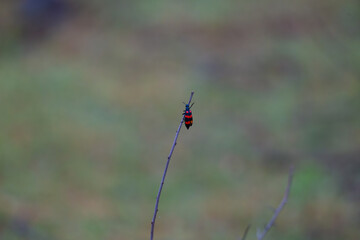 A vibrant red and black beetle perched on a thin twig against blurred background.