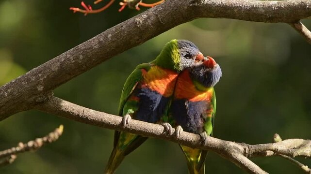 A pair of rainbow lorikeets grooming each other, also known as allopreening which is a social behavior where one bird preens another. 