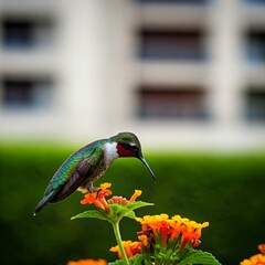Did you know that hummingbirds can fly backwards? They're the only birds that can do this!  