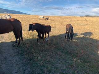 Obraz premium Horses 