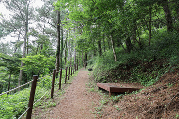 산 정상을 올라가는 숲 길 제주 제주시 봉개동 안세미오름