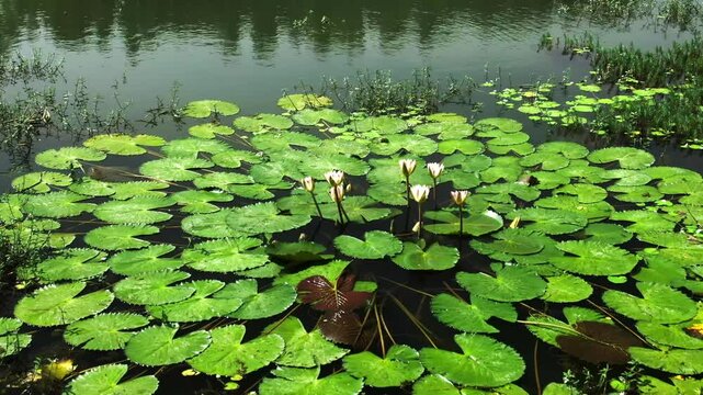 lotus water lily flower sits on green leaves floating on pond.