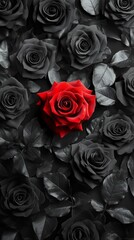 Amidst a cluster of black roses, a vibrant red rose blossoms, capturing attention with its radiant color. This striking arrangement highlights beauty and uniqueness