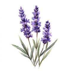 Naklejka premium Watercolor illustration of lavender flowers on a white background, perfect for botanical, nature, or floral-themed designs.