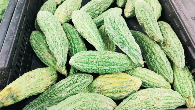 fruit of petola or fruit of Luffa cultivars in the container.