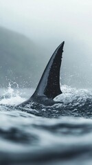Fototapeta premium A shark fin emerges from the ocean, surrounded by splashing water.