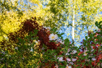 鎌倉2412　建長寺14　紅葉