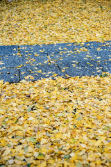 Obraz premium 鎌倉2412 安国論寺14 銀杏黄葉