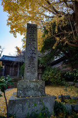 鎌倉2412　安国論寺12　銀杏黄葉