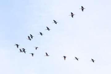 Obraz premium Sandhill Crane 2