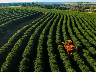 Aerial view of coffee mechanized harvesting in Brazil.