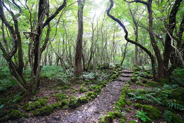 fine autumn path through mossy rocks and old trees