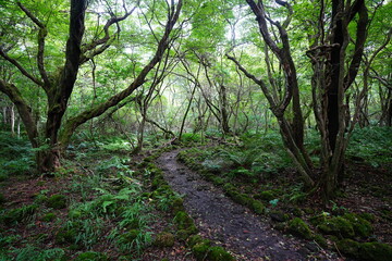 Fototapeta premium fine autumn path through mossy rocks and old trees
