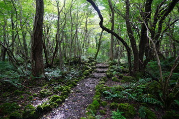 Fototapeta premium fine autumn path through mossy rocks and old trees
