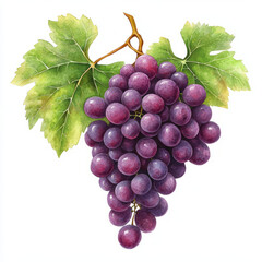 Fototapeta premium Freshly harvested grapes with vibrant green leaves create delightful and inviting scene. rich purple hue of grapes adds touch of elegance and freshness to any setting