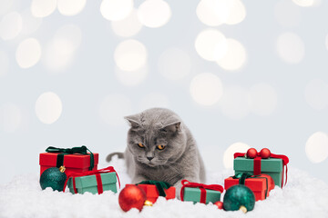 A playful cat with gifts and Christmas decorations on winter blue background with copy space. Christmas or New Year card with a funny British cat.