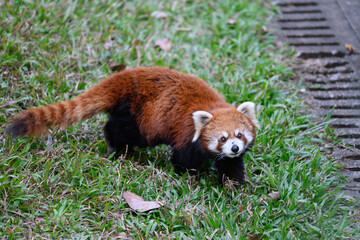 Red panda standing on the grass