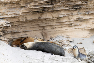 Australian Sea Lions resting on beach, Kangaroo Island Australia