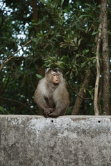Monkey on a wall in Bokor, Cambodia