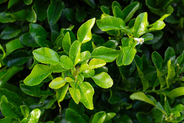 Detail view of leaves of the kaffir lime tree