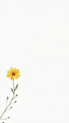 flowers on a yellow background, presentation background