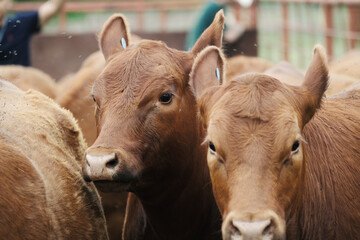 Red angus beef cattle on Texas ranch closeup for agriculture industry.