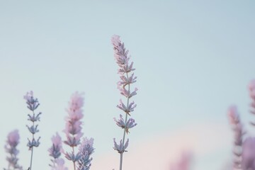Obraz premium A close-up of lavender flowers against a soft, pastel sky.