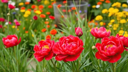 Fototapeta premium Colorful Garden Background with Red Peonies and Grass, foliage, garden, red peonies