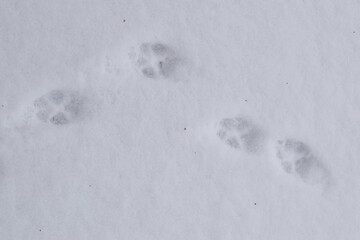 Animal Tracks in Snow