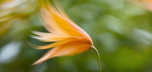 Fototapeta premium Macro view of wind-blown flower petals, with blurred motion of leaves around it.