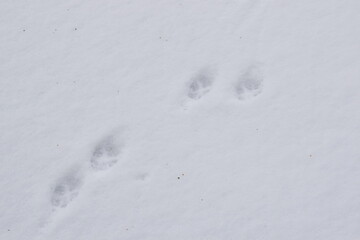 Animal Tracks in Snow