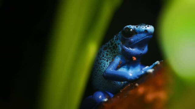 Close up of a blue colored poison dart frog resting on a tree