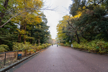 Colourful autumn leaves in the park : Ueno Park, is one of Japan's five oldest public parks. It's best known for Ueno Zoo, many museums, and spectacular cherry , Tokyo , Japan